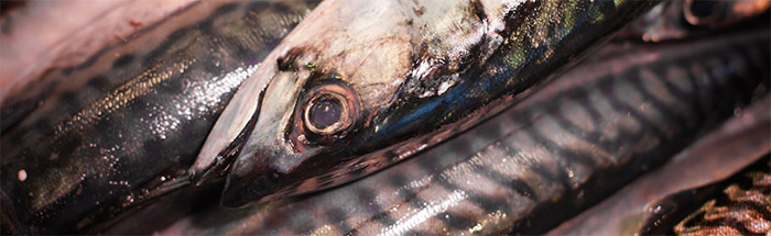 Mackerel