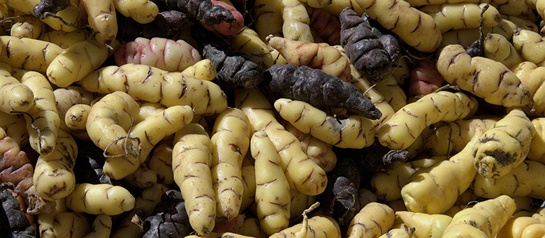 peruvian Oca (Oxalis tuberosa)