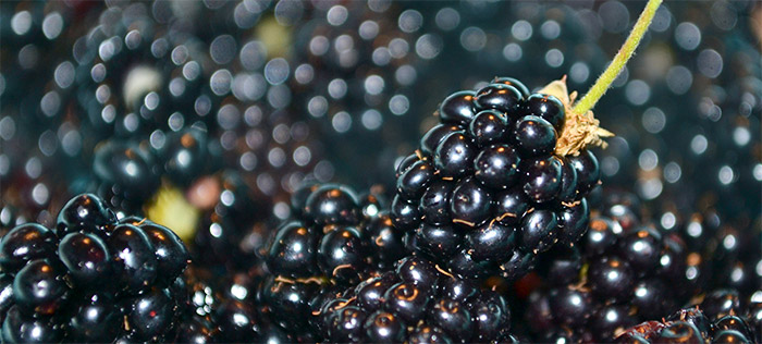 blackberries
