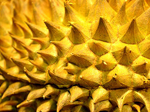 durianfruit