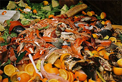 Food Waste in bin