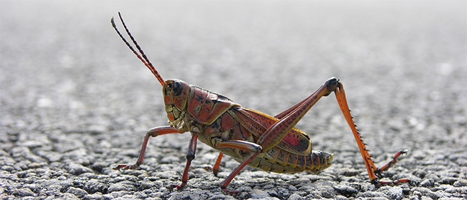 grasshopper