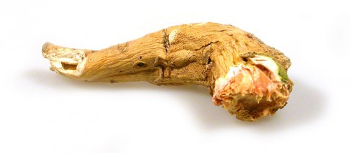 horseradish