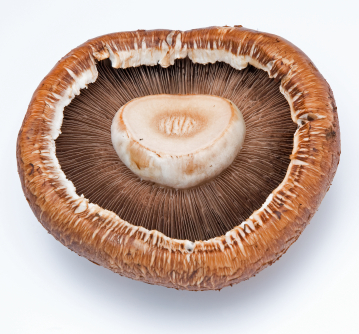 portobello mushroom