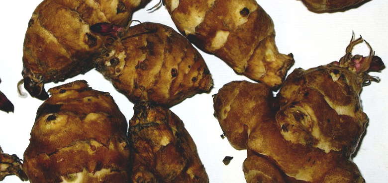 jerusalem artichokes small