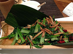 mealworm-dish