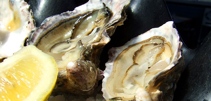 oysters