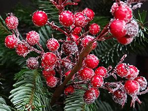 Red Christmas Berries