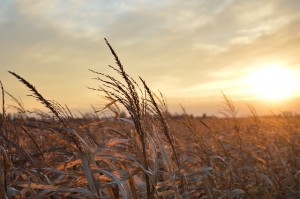 Sunset over crop fields