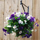 Hanging Baskets